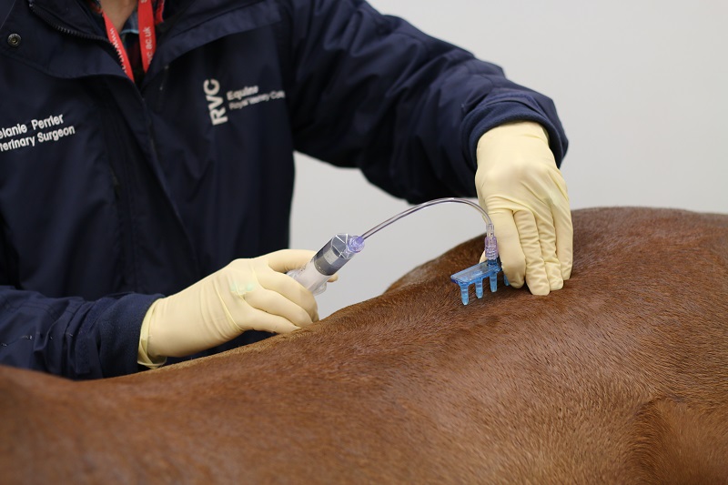 Equine Sports Medicine and Rehabilitation